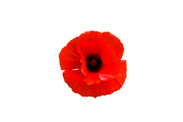 Red poppy flower isolated on white background, top view